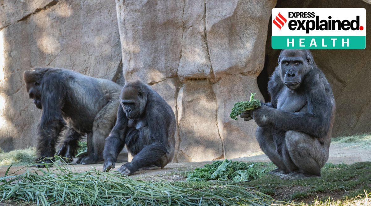 Members of the Gorilla Troop are seen in their habitat on Sunday, Jan. 10, 2021 at the San Diego Zoo Safari Park in Escondido, Calif. (AP)