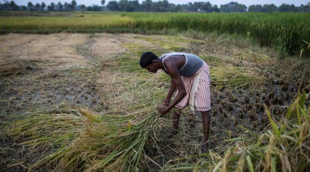 A farmer harvests rice by hand at a field in Gaya district, Bihar, India, on Friday, Oct. 23, 2020. (Photographer: Prashanth Vishwanathan/Bloomberg)