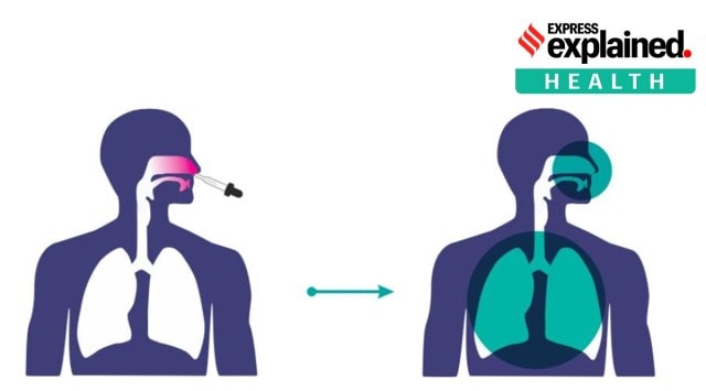 The nasal route has excellent potential for vaccination due to the organised immune systems of the nasal mucosa, the company stated in its release. Image: BharatBiotech
