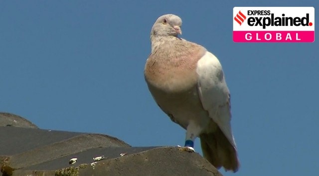 Joe, a pigeon, perches on the roof of a house in Melbourne, Australia. (Channel 9 via AP, File)