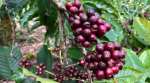 karnataka coffee farmers, karnataka coffee prices, karnataka rain, karnataka coffee plantation, indian express