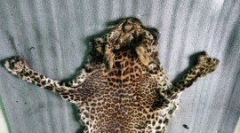 Leopard killed, Kerala, Kerala hunting, Kerala leopard, Kerala leopard killed, Kochi news, Indian Express news