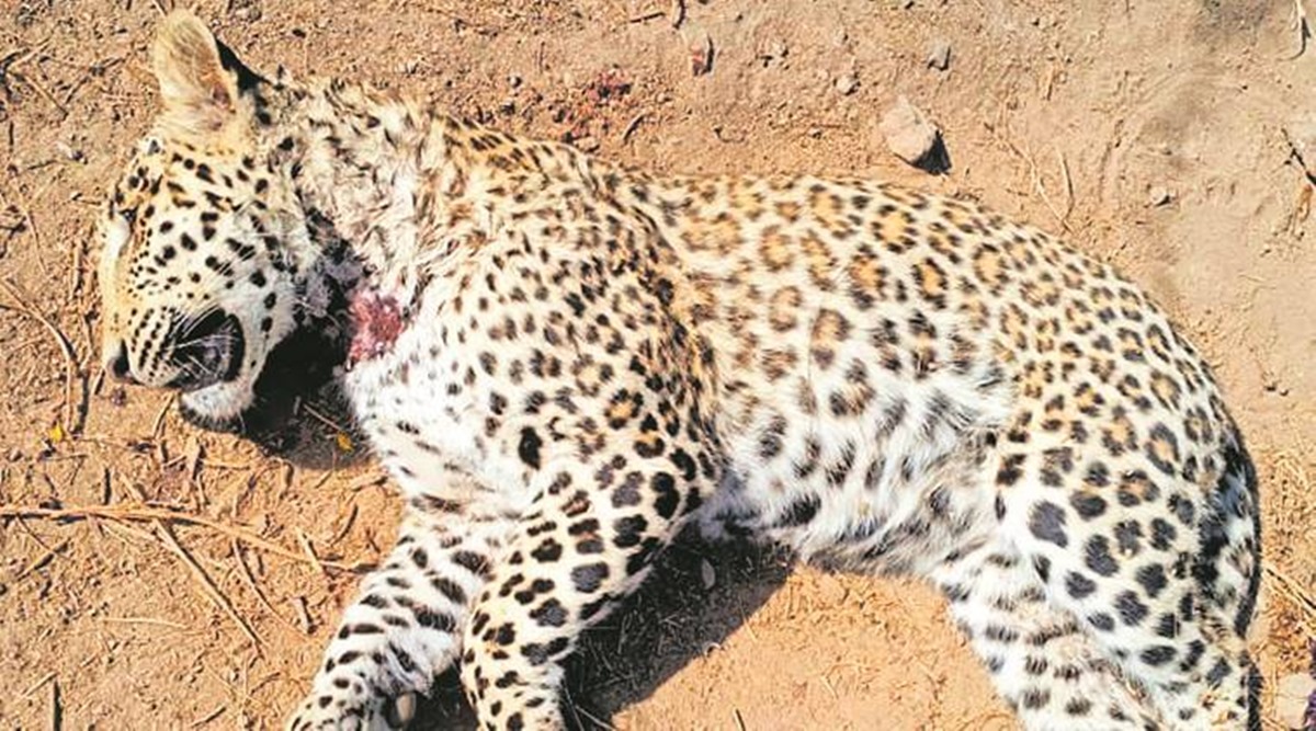 Rajkot leopard, Rajkot leopard death, Rajkot leopard killed, rajkot news, indian express news