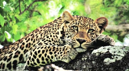 In December 2019, the forest department had issued orders to shoot-at-sight a leopard suspected to have killed two farmers in Bagasara taluka of Amreli district.
(Representational)
