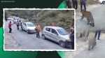 leopard playing with humans himachal, himachal leopard playing with people, playful leopard tirthan valley, himachal forest fires, viral videos, indian express