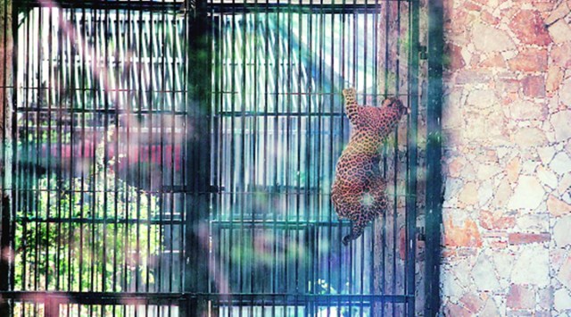 leopard safari park, Vagha leopard safari park, Vagha leopard safari park shifting, leopard, indian express news