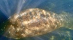 manatee trump, trump written manatee back, florida manatee trump, trump manatee investigation, viral videos, USA news, indian express