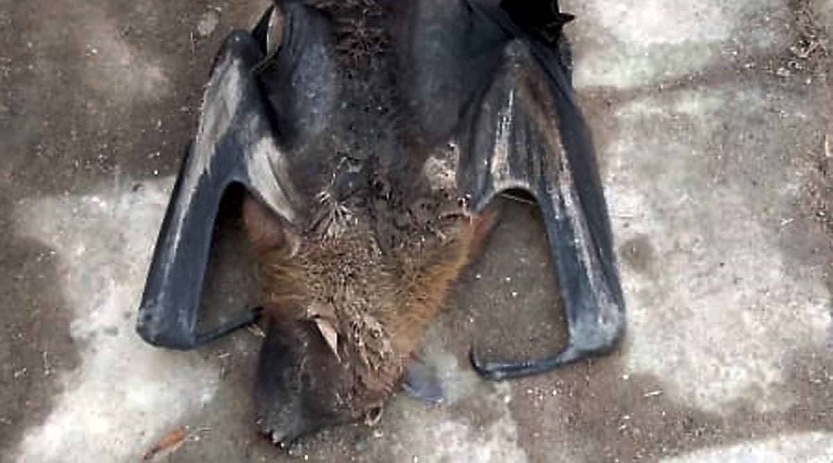 Panchkula bat deaths, bat carcass found, bird flu, avian influenza, Panchkula news, Haryana news, Indian express news