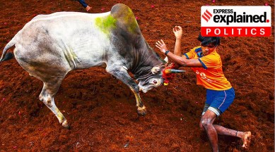 Jallikattu, Tamil Nadu Assembly polls, TN election, Chennai news, Indian express news