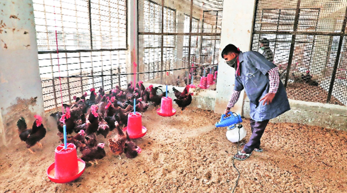 Bird flu alert in Gujarat: More samples from birds sent for tests | India News,The Indian Express