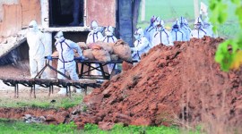 Haryana poultry birds culled, Panchkula Administration, Panchkula news, Haryana news, Indian express news