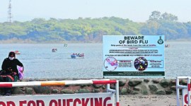 poultry birds culling, H5N8 virus, poultry birds vaccination, Poultry experts on culling, Chandigarh news, Haryana news, Indian express news