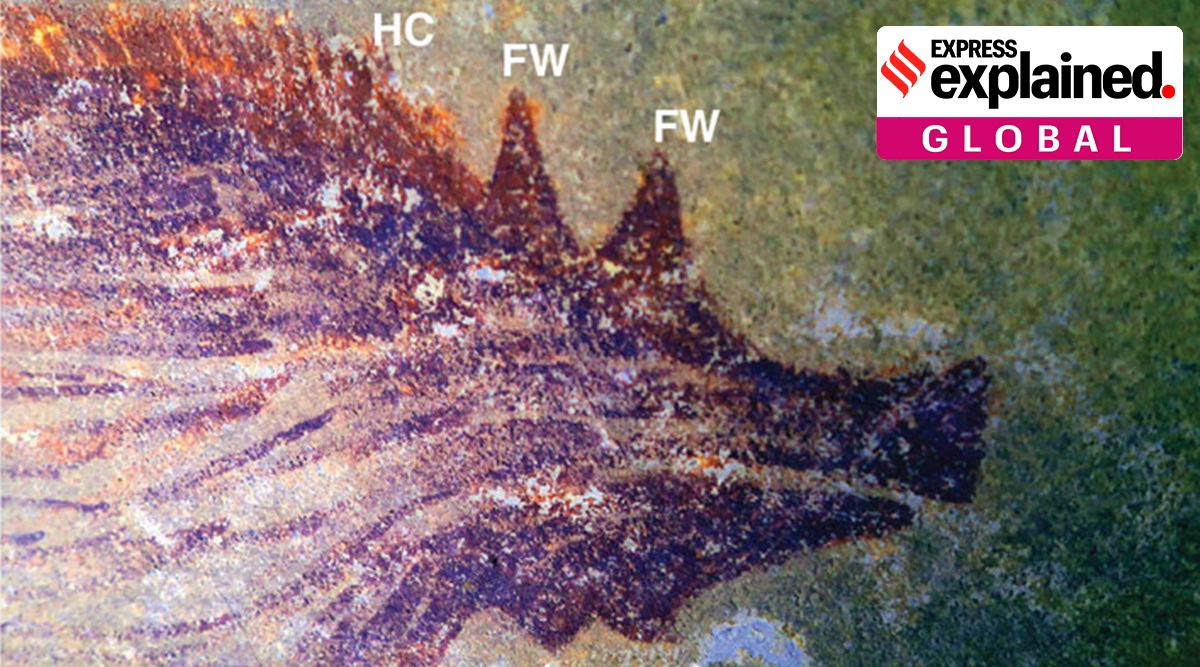 Detail of the head area of pig. HC, head crest; FW, preorbital facial warts. (Source: AA Oktaviana, ARKENAS/Griffith University via Science Advances)