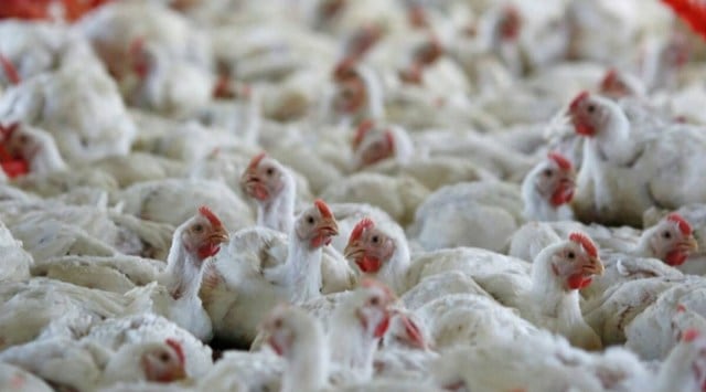 Bird flu, Bird flu india, Bird flu maharashtra, Poultry prices, Poultry prices collapse, indian express news