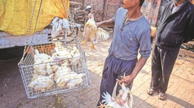 Bird flu, Birdflu in maharashtra, Birdflu cases, avian flu, Poultry Prices, Poultry, indian express news