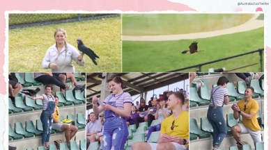 Australia, Australia man, Australia man proposal, zoo proposal, proposals, Australian zoo proposal viral video, trending