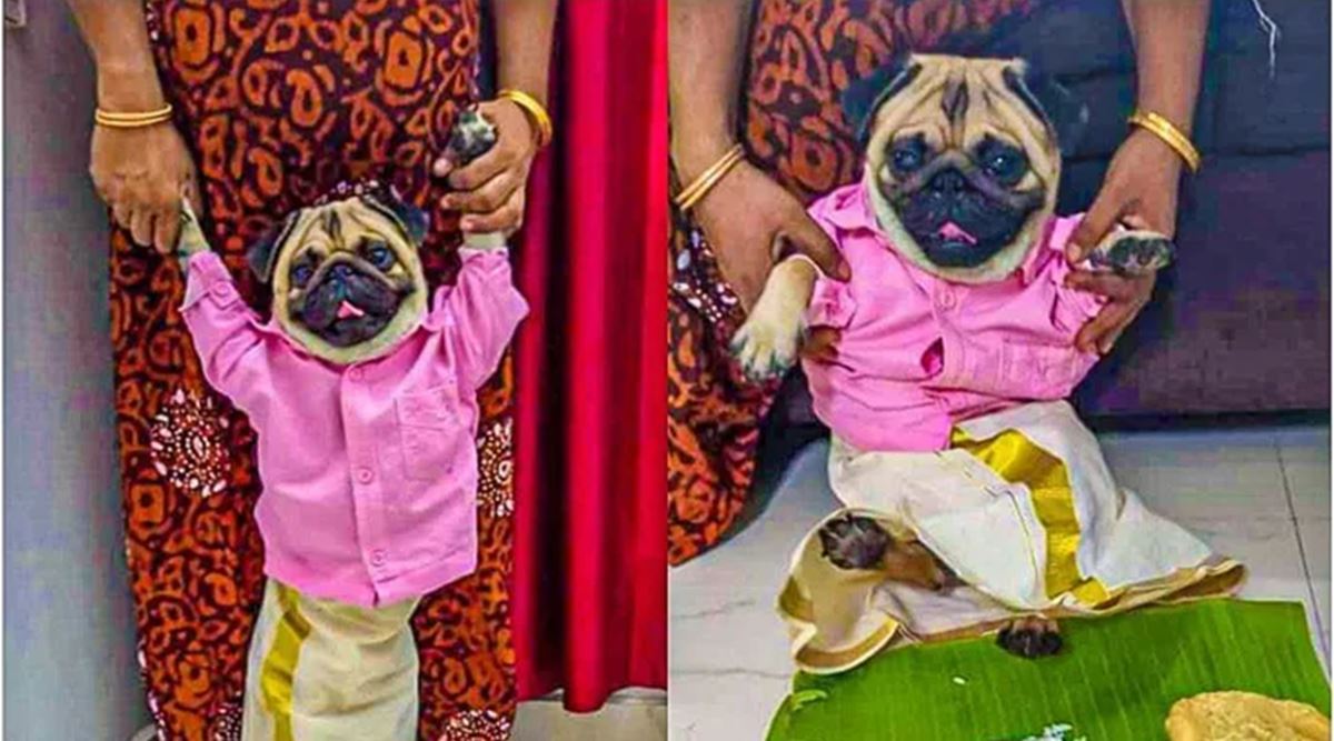 Pet owner dresses pug as groom, post goes viral as dog gets ...