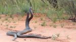 snake, snake fight, snake mating, snake entangled Australia, Australian Wildlife Conservancy, viral video, indian express, indian express news
