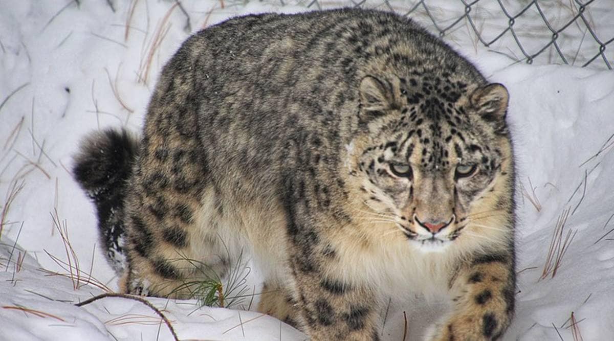 snow leopard: Himachal home to 75 snow leopards, says five-year scientific  estimation - The Economic Times