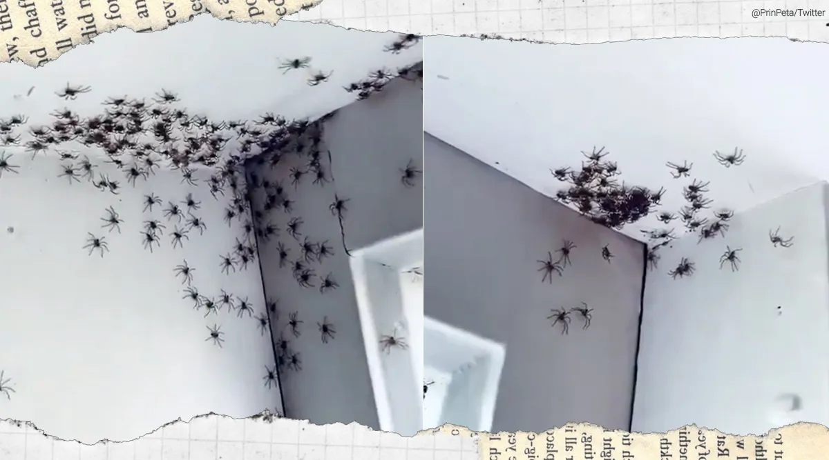 Australia, spider in Australia, Sydney spider viral story, woman finds spiders daughter room, trending, twitter reactions, indian express, indian express news