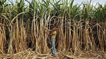 hvorfor ikke helt seriøst gys Sugarcane nursery transplanter makes an entry, may change appearance of  fields | Cities News,The Indian Express