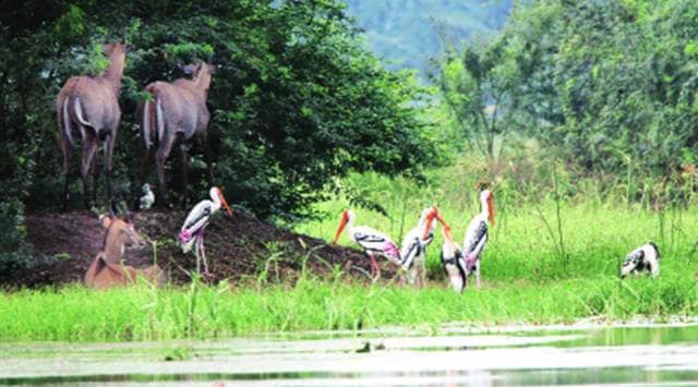 In Gurgaon, vigilance stepped up at Sultanpur national park, wetlands