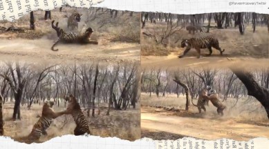 tiger, tiger fight, tiger safari, tiger viral video, tiger trending, twitter reactions,