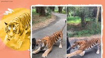 'Close encounter': Video of tiger biting on tourist vehicle at Bannerghatta National Park goes viral