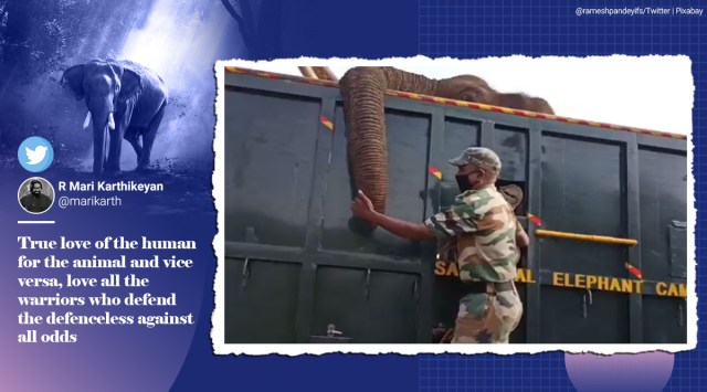 elephant forest guard goodbye video, guart cries elephant goodbye, injured elephant dies forest guard cries, viral news, indian express, tamil nadu