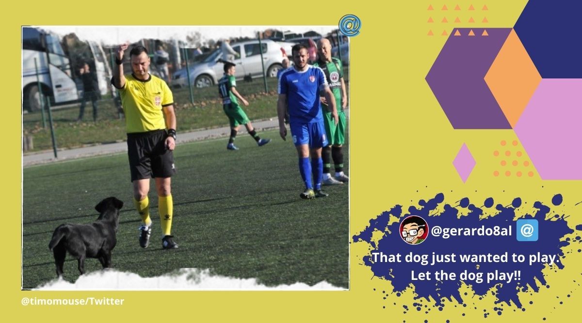 Dog sent off by referee for invading football pitch in Serbia ...