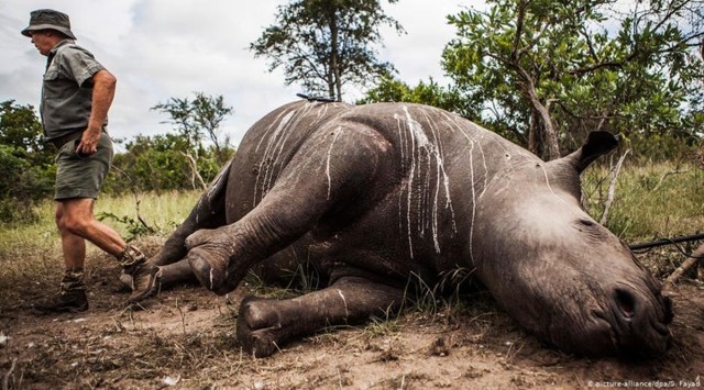 Rhino poaching figures decreased for a sixth straight year in South Africa. (Source: picture-alliance/dpa/S. Fayad via DW)