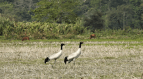 Rare and revered: Black-necked crane visits Assam for the first time, gets a divine name