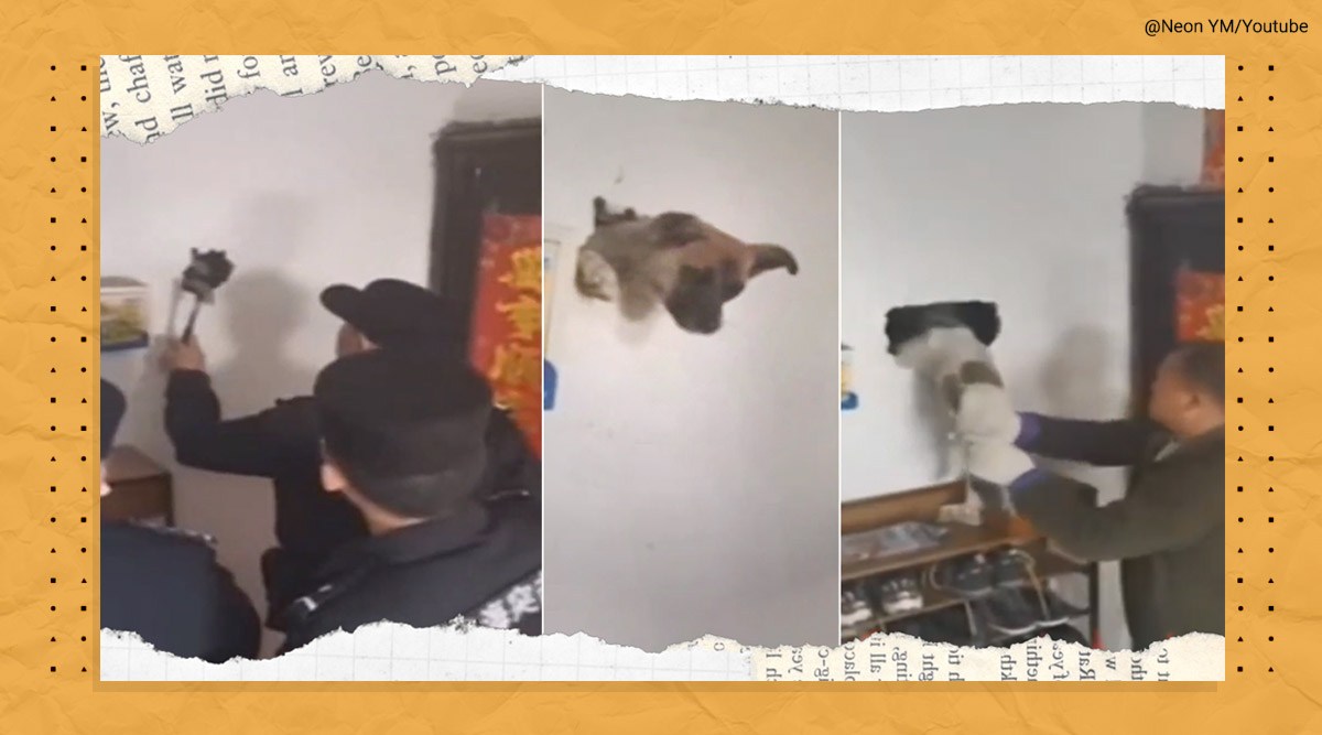 Watch: Frightened dog stuck in a wall rescued in China | Trending News ...