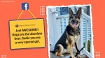 6-year-old German Sheppard Sadie saves owner, stroke, German Sheppard Sadie saves owner, Dog saves owner, Trending news, Indian Express news.