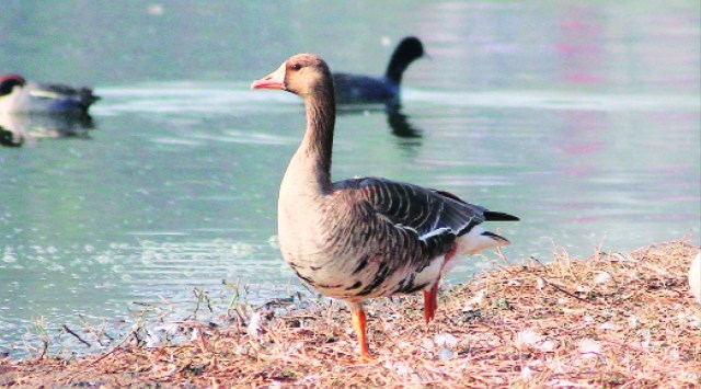 Greater Bar Headed Goose, Motemajra Wetlands
