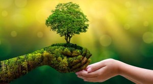 Nature-based solutions provide cost-effective strategy to meet key economic development goals while conserving nature