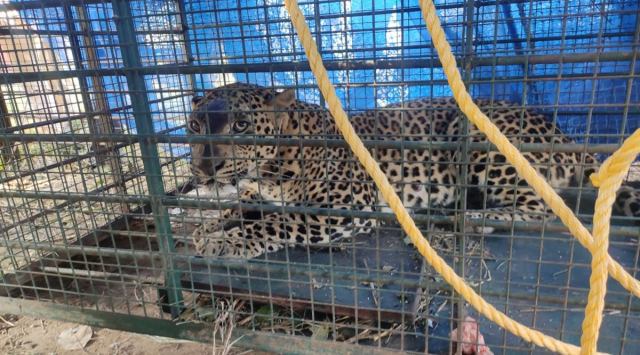 On January 24, this big cat was caught on CCTV camera roaming near one of the parking areas of the complex early morning.