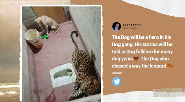 Karnataka, Dog and leopard stuck inside toilet, Dog and leopard viral video, Dog and leopard videos, Trending news, Indian Express news.