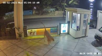 Lion enters Junagarh, Gujarat news, Junagarh hotel, Lion at Junagarh hotel, Indian express