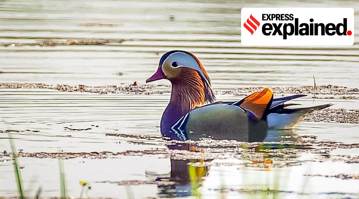 First spotted on February 8 by Madhab Gogoi, a Tinsukia-based birder and tour guide, the duck has since become the star of the wetland — an area affected by a blowout and fire at a natural gas well located close by in May 2020. (Source: Gunjan Gogoi)