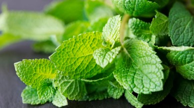 Mint Leaves Benefits: Power of Pudina: 6 reasons to have Mint leaves daily