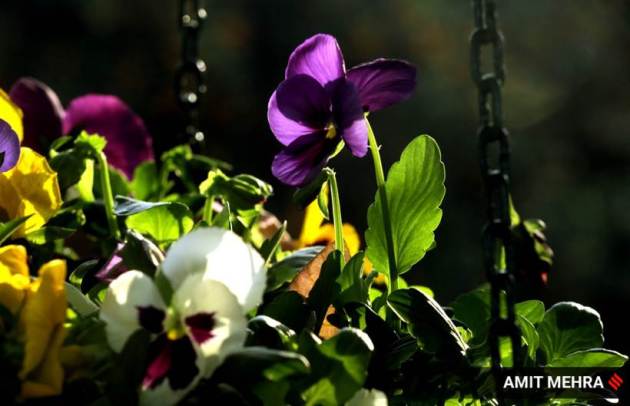 Express Wanderlust, Mughal Gardens, Mughal Gardens pictures, about Mughal Gardens, Mughal Gardens Delhi, visiting Mughal Gardens, Mughal Gardens photographs, Mughal Gardens history, Mughal Gardens location, where is Mughal Gardens, what is Mughal Gardens, Indian Express news