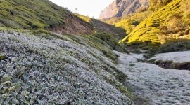 Munnar, Munnar climate, Munnar weather, Munnar snow, Munnar Kerala weather, Munnar climate change, Kerala news, Munnar tourism Kerala, indian express news