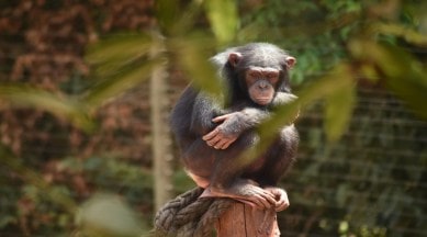 chimp disease Sierra Leone sanctuary