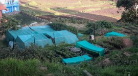 Ooty, native plants, nursery