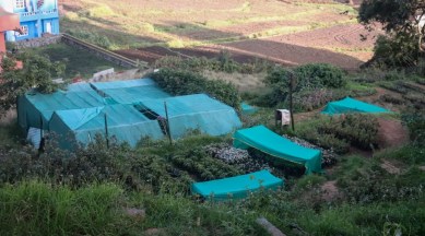 Ooty, native plants, nursery
