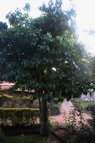 Ooty, native plants, nursery