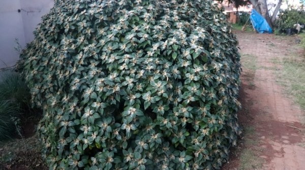 Ooty, native plants, nursery