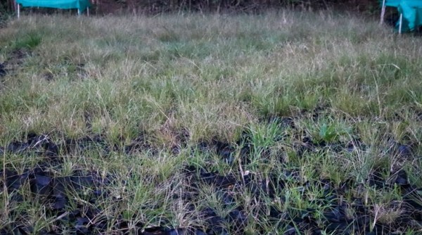 Ooty, native plants, nursery