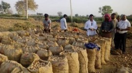 foodgrain production Gujarat